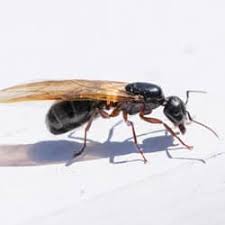 Today we'll be trying to get the bombardier beetle! Why Am I Seeing Flying Ants This Spring