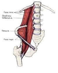 In vertebrate anatomy, ribs (latin: The Psoas Muscle Primary Cause Of Back And Hip Pain Vital Living Wellspa