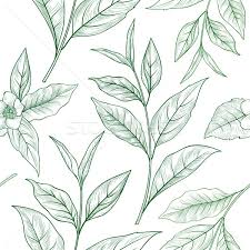 Download free leaf png images. Tea Branch Floral Seamless Pattern Tea Leaves Background Vector Illustration C Terriana 9217608 Stockfresh