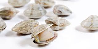 Le vongole lupino e veraci, sono considerate una tipologia di qualità decisamente più alta rispetto a quelle di allevamento. I Lupini Nieddittas