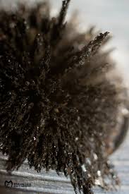 Marcus Coia Photography