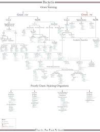 High Yield Bacteriology Chart By Amr Faisal The Paradigm