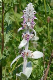 Image result for Stachys aculeolata