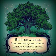 Be Like A Tree Tiny Buddha When To Let Go Tree Quotes Quotes