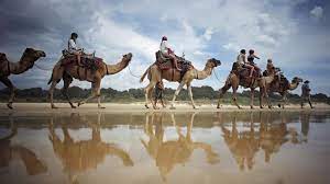 The consumption of manure, in general, can be fatal. Turkey S Ruling Party Blasts Australian Camel Cull Al Monitor The Pulse Of The Middle East