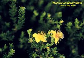 Image result for Hypericum peplidifolium
