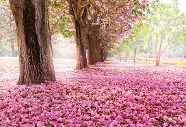Find the best nature photos in one place; Pink Flowering Trees Pink Trees Nature Flowers Flower Pink Tree Road Hd Wallpaper Wallpaperbetter