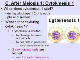 Cytokinesis (/ˌsaɪtoʊkɪˈniːsɪs/) is the part of the cell division process during which the cytoplasm of a single eukaryotic cell divides into two daughter cells. Unit 7 Cellular Reproduction Ppt Video Online Download