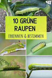 10 Grune Raupen Bestimmen Grun Pflanzen Garten