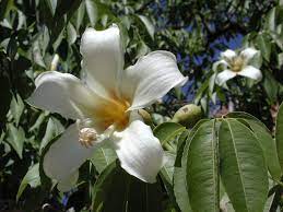 Floss Silk Tree Chorisia Speciosa Flowering Bushes Trees To Plant Silk Floss