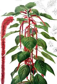 Image result for Cephalocroton mollis