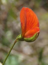 Image result for Argyrolobium tomentosum