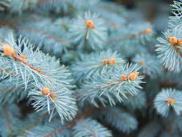 We did not find results for: Colorado Spruce Info How To Grow A Colorado Blue Spruce Tree