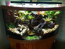 Pin By Mattia Coppo On Gecko Terrarium Inspiration Terrarium Gecko Terrarium Vivarium
