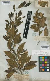 Image result for Baphia speciosa