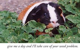 Guinea Pig Care And Gifts Cavymadness