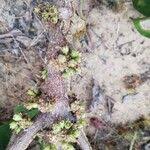 Image result for Cassipourea congoensis