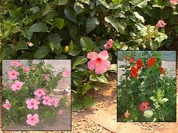 We did not find results for: Hidden Valley Hibiscus Worldwide Hibiscus Garden In Arizona