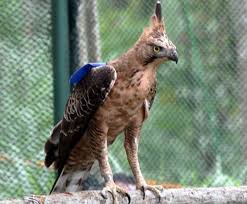 Makna simbol pancasila beserta penjelasannya. Burung Garuda Simbol Negara Kita Dan Fakta Fakta Tentangnya