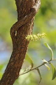 Image result for Opilia amentacea