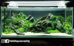 The Dragon By Daveaqua05 At Cips Exhibition In Guangzhou China Faao Aquascaping Planted Aquarium Aquati Aquascape Planted Aquarium Freshwater Aquarium