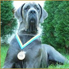 Jun 30, 2021 · školní jídelna, hradec králové, hradecká 1219 je příspěvkovou organizací královéhradeckého kraje navštivte nás školní jídelna se nachází v těsné blízkosti středních škol, školních internátů, kampusu uhk a podnikatelského centra. Kennel Hradecka Hvezda Www Hradeckahvezda Cz Posts Facebook