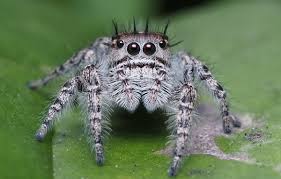 Domestic travel is defined as travel lasting 24 hours or longer to states or us territories other than contiguous states (i.e., pennsylvania, new jersey, connecticut, massachusetts, and vermont). Types Of Spiders Found In Homes Lawnstarter