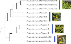 Image result for Chrysanthellum indicum