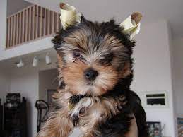 The Standard On Standing Yorkie Ears The Yorkie Home