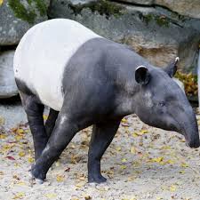 Tapir is a new protocol for linearizable distributed transactions built using replication with no consistency guarantees. Read About The Malayan Tapir From Thailand And Sumatra