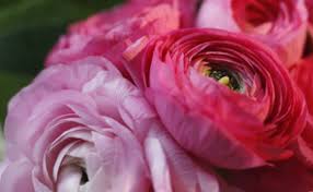 Dà profumatissimi fiori raccolti in grappoli; Fiori Primaverili Ecco Tutte Le Varieta