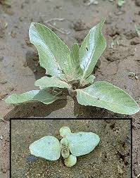 Image result for Nelsonia canescens