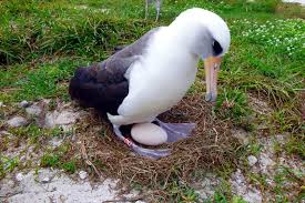 Wisdom the Oldest Known Albatross Is Having Another Baby