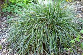Image result for Clutia sessilifolia