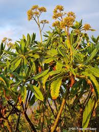 Image result for Solanecio cydoniifolius