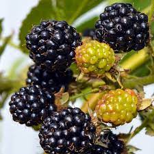 Rubus fruticosus blackberry bedford giant long established early variety that is very vigorous and reliable. Blackberry Bedford Giant Blackberry Plants Bushes For Sale Uk