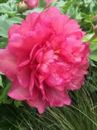 We did not find results for: Peonies In The Ripley Garden Smithsonian Gardens