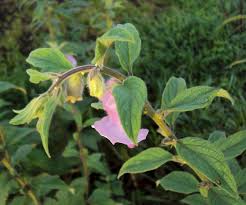 Image result for Sesamum angustifolium