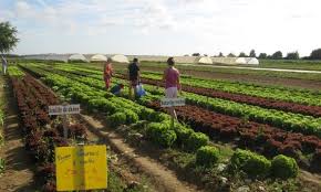 Le Jardin D Imbermais Fete Ses 25 Ans Nous Serons De La Fete Safran De Smet