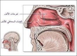 بحث حول الجهاز التنفسي أعضاء التنفس لدى الإنسان الموسوعة المدرسية Blog Posts Blog Post