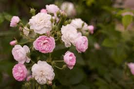What's the best way to keep roses alive? Growing Roses For Beginners How To Take Care Of Roses