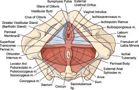 Male perineal pouches (superficial + deep) contents | easy anatomy mnemonic! Figure 1 From Imaging Of The Female Perineum In Adults Semantic Scholar