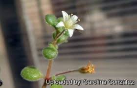 Image result for Crassula maputensis