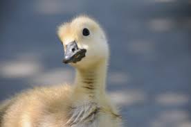 What is goose baby called? Rescuing Wild Baby Geese Thriftyfun