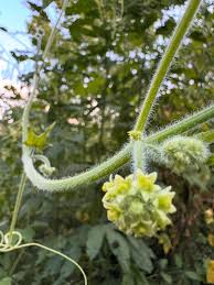 Image result for Sicyos