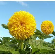The plant was first domesticated in the americas. Biji Bunga Matahari Teddy Bear Original 100 Teddy Bear Sunflower Shopee Indonesia