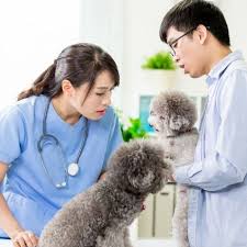 25e jalan gottlieb, 10350 penang. Best Veterinary Clinics In Penang Carilocal