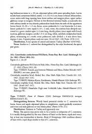 Image result for Convolvulus aschersonii