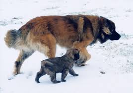 Breeders of merit are denoted by level in ascending order of: Sforzando Leonbergers Home Facebook