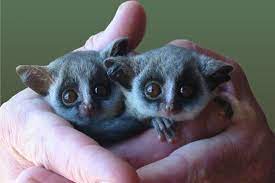 wink the bushbaby oomfy helping orphaned animals rare animals animals friends cute animals